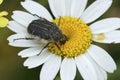 Closeup on a Mediterranean Hairy Rose Beetle , Tropinota squalida beetle