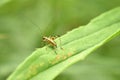 Closeup on a mediterranean Lily Bush-cricket, Tylopsis lilifolia sitting on a stone