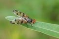 Closeup on the Mediterranean picture-winged flies, Otites porcus , sitting on top of grass straw