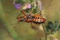 Closeup on a Mediterranean red assassin bug, Rhynocoris iracundus, sitting in the vegetation
