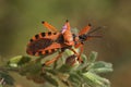 Closeup on a Mediterranean red assassin bug, Rhynocoris iracundus, sitting in the vegetation