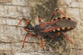 Closeup on a Mediterranean red assassin bug, Rhynocoris iracundus, sitting on wood