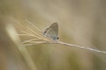 Closeup on a Mediterranean small Long-tailed Blue butterfly, Lampides boeticus, sitting on a grass straw Royalty Free Stock Photo