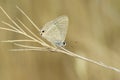 Closeup on a Mediterranean small Long-tailed Blue butterfly, Lampides boeticus, sitting on a grass straw Royalty Free Stock Photo