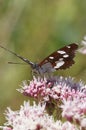 Closeup on a Mediterranean Southern white admiral butterfly, Limenitis reducta with spread wings on a pink flower