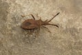 Closeup of a Mediterranean squash bug , Coriomeris denticulatus on a green leaf Royalty Free Stock Photo