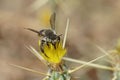 Closeup on the Mediterranean wood-borig golden bee, Lithurgus chrysurus sipping nectar Royalty Free Stock Photo