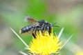 Closeup on the Mediterranean wood-borig golden bee, Lithurgus chrysurus sipping nectar on the yellow thistle flower Royalty Free Stock Photo