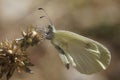 Closeup on a Mediterranean wood white butterfly, Leptidea sinapis sitting with closed wings