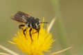 Closeup on a Mediterranean woodboring bee, Lithurgus chrysurus on a yellow flower Royalty Free Stock Photo