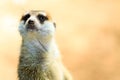 Closeup of Meerkat on alert Royalty Free Stock Photo