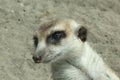 Closeup of Meerkat Head