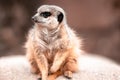 Closeup of a Meerkat sitting on a rock under the sunlight with a blurry background Royalty Free Stock Photo