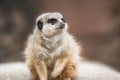 Closeup of a Meerkat sitting on a rock under the sunlight with a blurry background Royalty Free Stock Photo