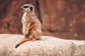 Closeup of a Meerkat standing on a rock under the sunlight with a blurry background Royalty Free Stock Photo