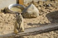 Closeup of a meerkat standing on a wooden log in its cage in the zoo Royalty Free Stock Photo