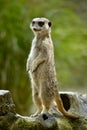 Meerkat standing on stump tree Royalty Free Stock Photo