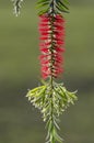 Melaleuca viminalis flower in warm sunlight