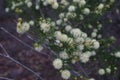 Melaleuca wallum flower Woodgate Beach Queensland Royalty Free Stock Photo