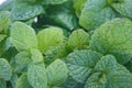 closeup Mentha spicata, popularly known as spearmint, spearmint or mint from organically grown garden, isolated