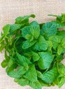 closeup Mentha spicata, popularly known as spearmint, spearmint or mint from organically grown garden, isolated