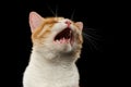 Closeup Meowing Ginger Cat on Black Royalty Free Stock Photo