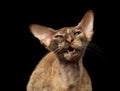 Closeup Meowing Peterbald Sphynx Cat on Black