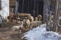 Closeup of merino sheep and small lambs in high mountain farm at Krastava village, Rhodopes mountain, Bilgaria at winter. Royalty Free Stock Photo
