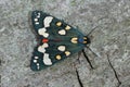 Closeup on the metallic blue, colorful , Scarlet tiger moth Callimorpha dominula, sitting with open wings on a piece of wood
