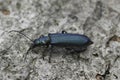 Closeup on a metallic bluish green European Flase blister beetle, Ischnomera cyanea sitting on wood Royalty Free Stock Photo