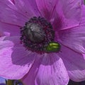 Metallic Green Chafer Beetle Feeding on a Magenta Anemone Flower Royalty Free Stock Photo