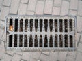 Closeup metallic grid of sewage drainage system on a sidewalk. view from top with lot of fallen leaves foliage under hatch
