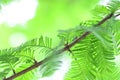 Closeup of metasequoia leaves Royalty Free Stock Photo