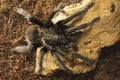 Closeup of mexican black velvet tarantula
