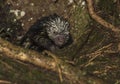 Closeup of Mexican hairy dwarf porcupine.