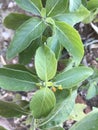 Honeysuckle mexican 0589