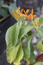 Honeysuckle mexican 3225