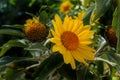 Mexican Sunflower closeup