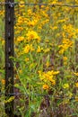Closeup of Mexican Sunflowers that Crossed a Barb Wire Fence