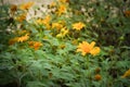 Closeup Mexican tournesol flower, Mexican sunflower