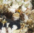 Closeup of a midas blenny on reef Royalty Free Stock Photo