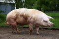 Closeup of mighty domesticated male buck pig against green natural background outdoors Royalty Free Stock Photo