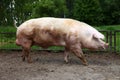 Closeup of mighty domesticated male buck pig against green natural background outdoors Royalty Free Stock Photo