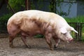 Closeup of mighty domesticated male buck pig against green natural background outdoors Royalty Free Stock Photo