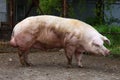 Closeup of mighty domesticated male buck pig against green natural background outdoors Royalty Free Stock Photo