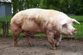 Closeup of mighty domesticated male buck pig against green natural background outdoors Royalty Free Stock Photo