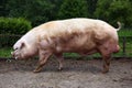 Side view photo of a mighty buck pig Royalty Free Stock Photo
