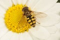 Closeup of a Migrant hoverfly, Eupeodes corollae, on a hite pretty daisy flower in the garden