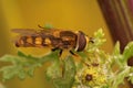 Closeup on the Migrant hoverfly, Eupeodes corollae sitting