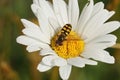 Closeup of a Migrant hoverfly, Eupeodes corollae, on a white pretty daisy flower in the garden